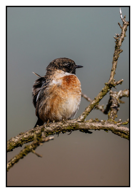 Stonechat (M) - (Saxicola rubicola)  2 clicks for best view