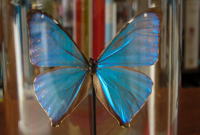 Nieuwe vlinder: close-up (morpho aega)