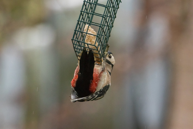Great Spotted Woodpecker in perfect balance for collecting food, Holland