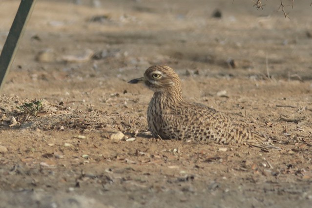 Spotted Thick-knee (Burhinus capensis), Salalah, Dhofar, Oman