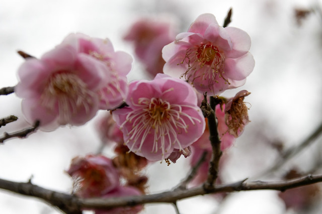 pink blossoms on an overcast day