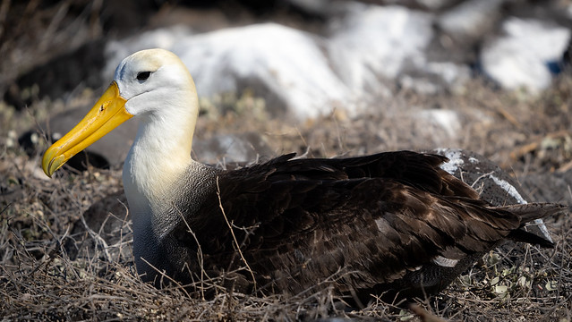 Albatros des Galapagos - Phoebastria irrorata - Waved Albatross / Ordre : Procellariiformes - Famille : Diomédéidés