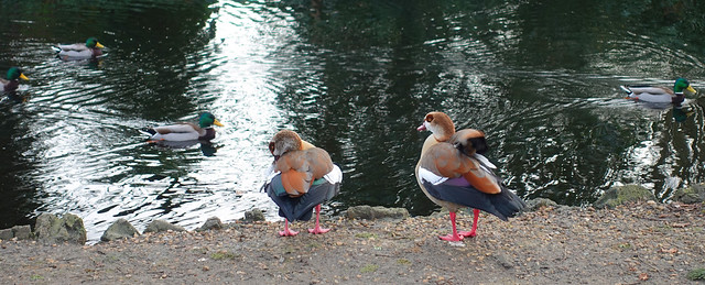 D26985.  Egyptian Geese.