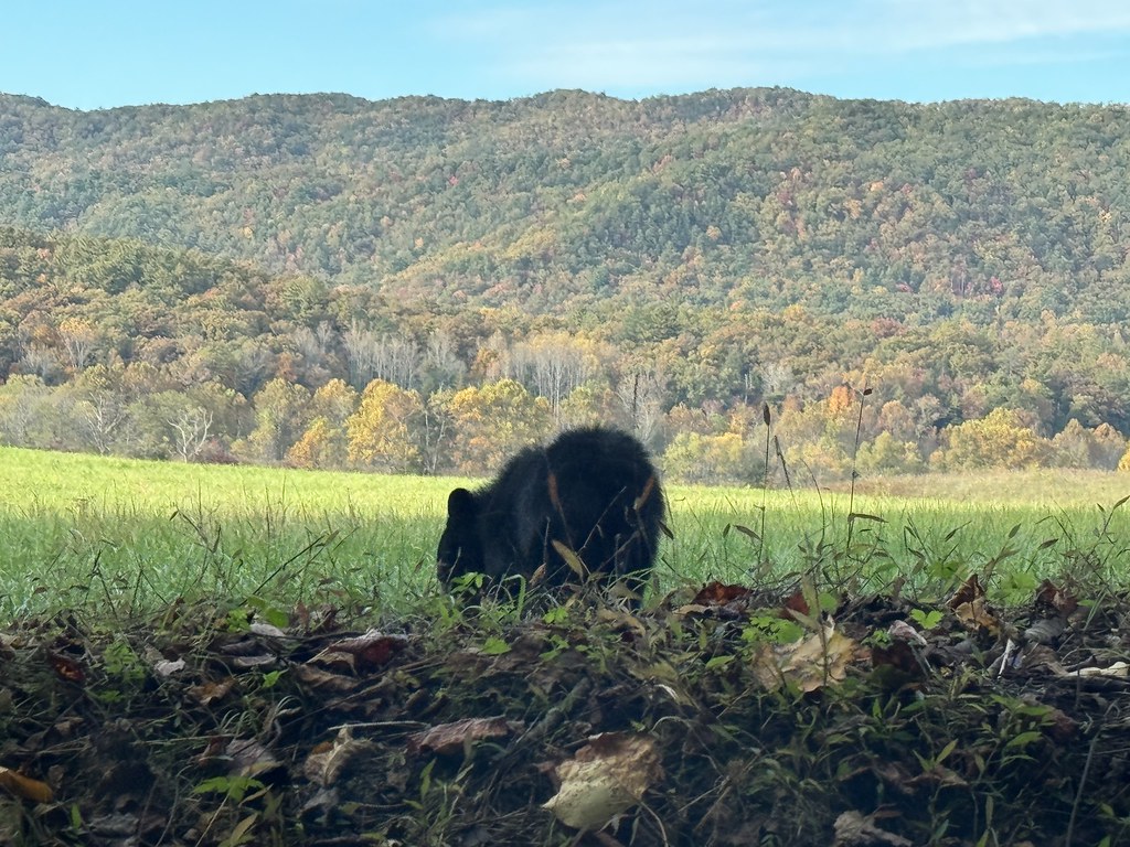 American black bear from behind