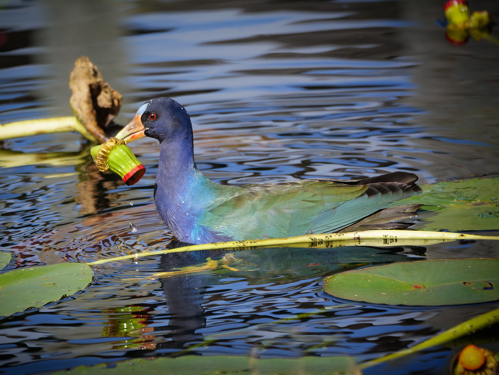 Purple Gallinule with Lily Flower