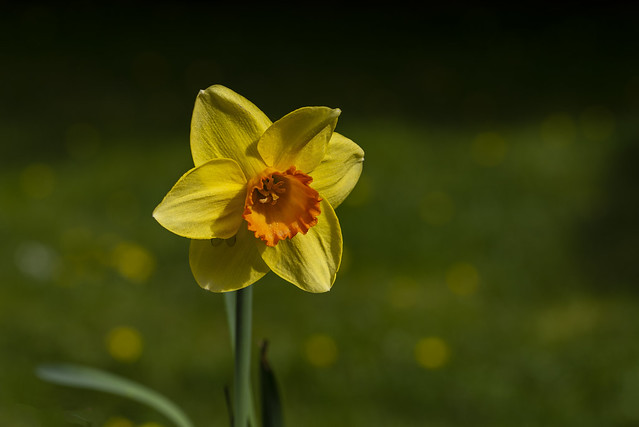 The Daffodil (and visitor!)
