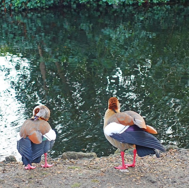 D26984.  Egyptian Geese.