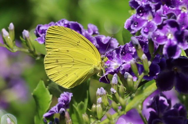 Grass Yellow Butterfly 005