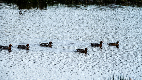 Wigeon afloat and ashore, Bowling Green