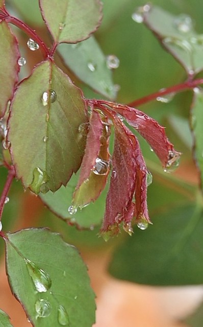 Rose Plant and Raindrops.