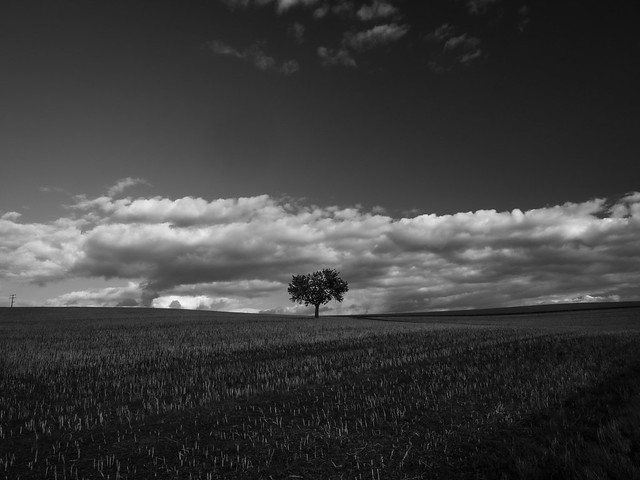 Tree and clouds IV