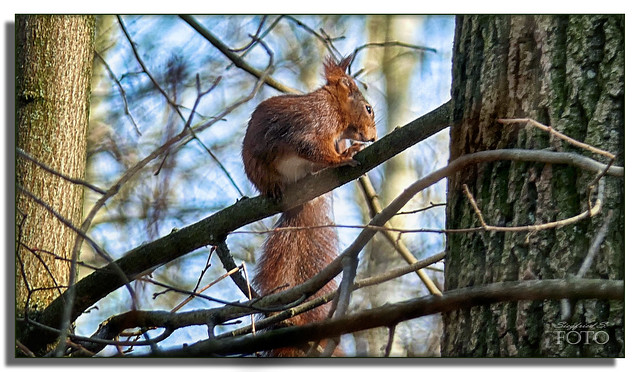 Eichhörnchen * Squirrel