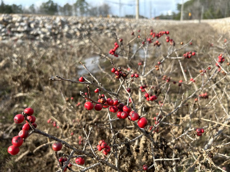 Red berries stand out on brown winter branches