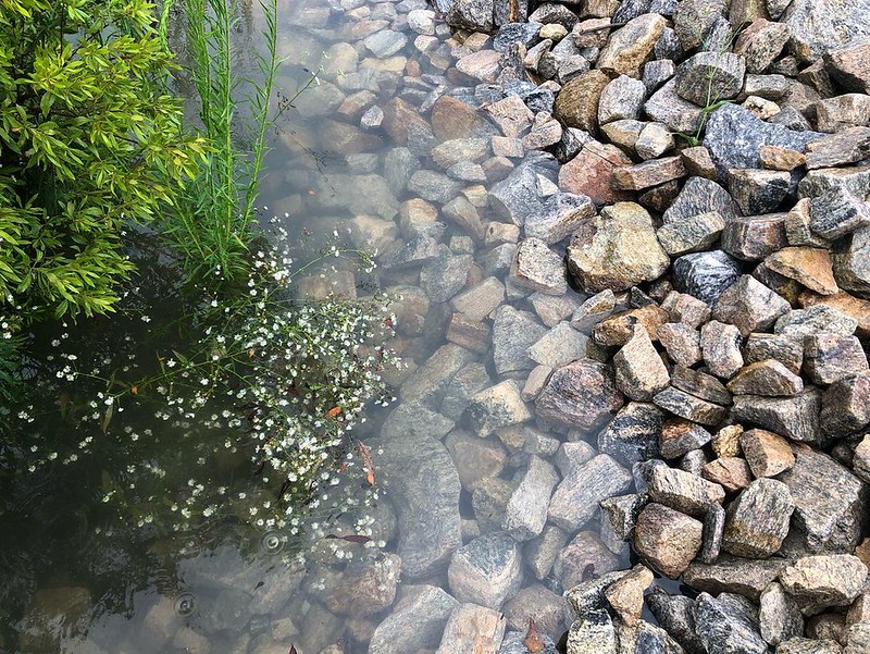 A collection of plants surrounded by rocks holds rain water