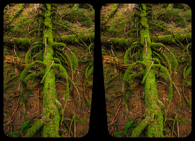 Mossy dead tree 3-D / CrossView / Stereoscopy