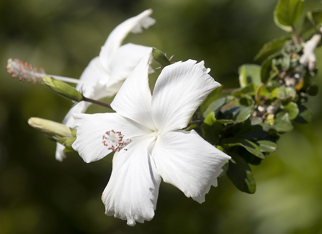 Chinese Hawaiian hibiscus hybrid  -  Edison & Ford Winter Estates -  Fort Myers  -  Florida