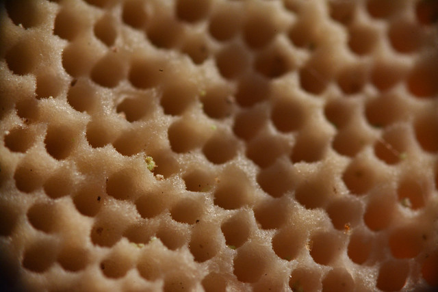 Bracket Fungus Bottom Side