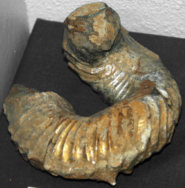 Didymoceras stevensoni (fossil ammonite) (Mesaverde Group, Upper Cretaceous; Wyoming, USA) 1