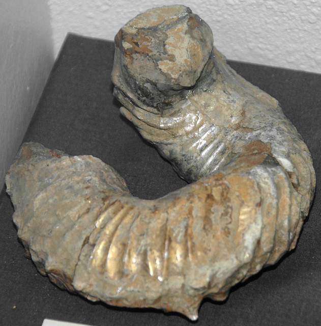 Didymoceras stevensoni (fossil ammonite) (Mesaverde Group, Upper Cretaceous; Wyoming, USA) 2