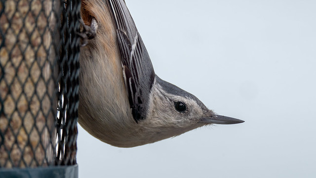Up Close and Personal With a Nuthatch