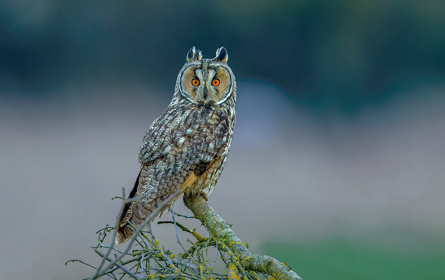 Picture of the day ...a nice surprise with this long-eared Owl at nightfall