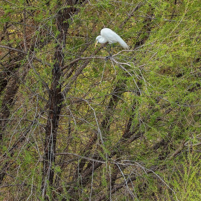 Great Egret High in Tree in Early Spring