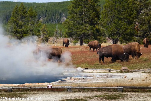 Bison at Ojo Spring later in the day, Yellowstone National Park, Wyoming
