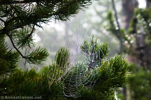 A spider's web along the Fountain Freight Road, Yellowstone National Park, Wyoming