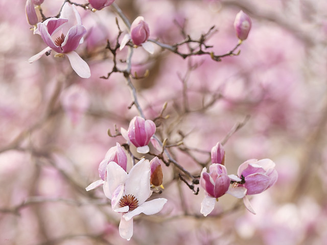 Pastel magnolia blossoms.