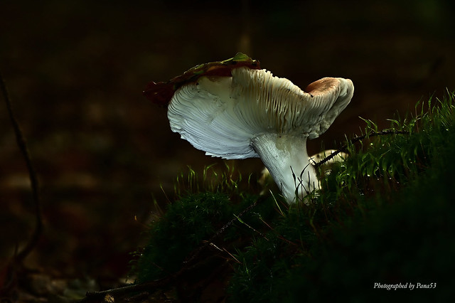 Pilze - Mushroom - Im Spot