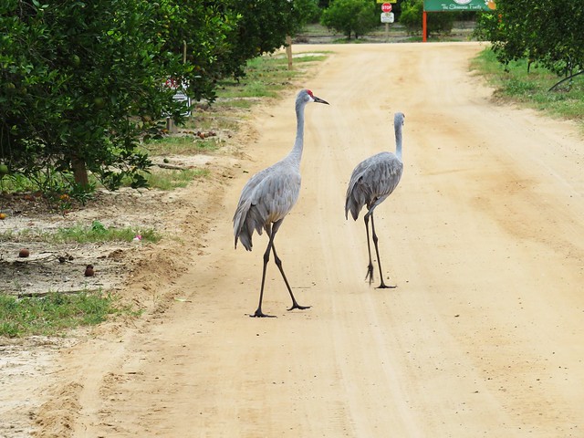 Cranes in Orange Grove 1