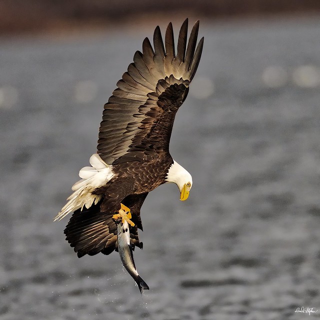 Eagle Inspects Its Catch