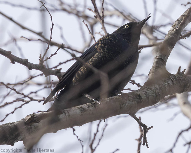 3949 Male Rusty Blackbird