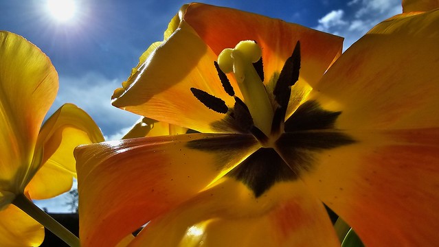 Tulipe au soleil