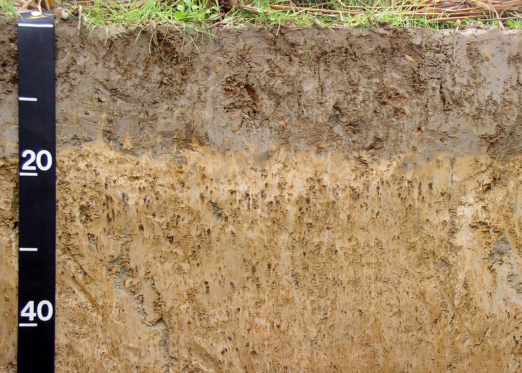 Significant iron-manganese concretion accumulation