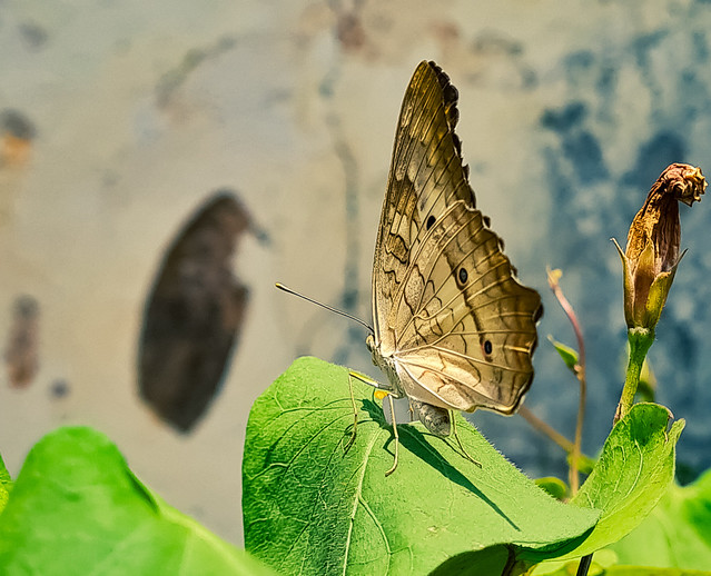 Butterfly- Mariposa