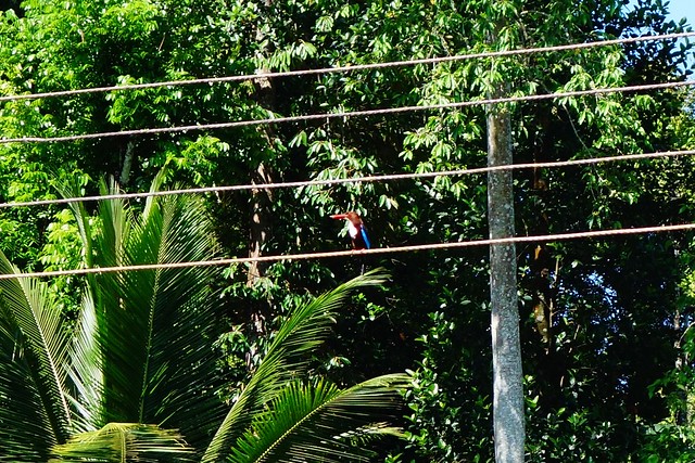White-Throated Kingfisher -  Three Temple Loop Walk between Embekke Devalaya and Lankathilaka - near Kandy, Sri Lanka