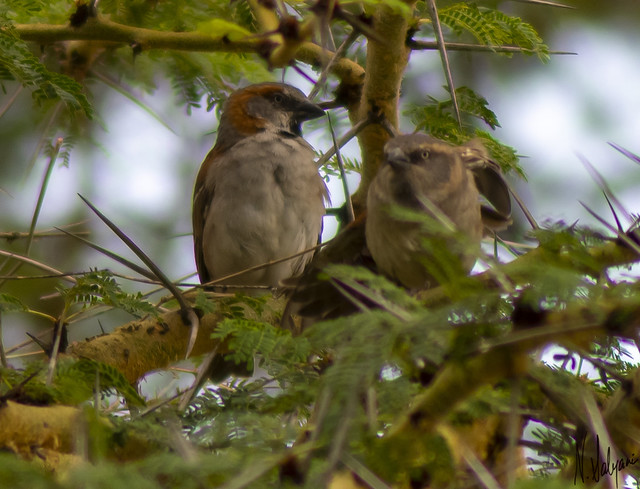 Kenya Roufus Sparrow pair