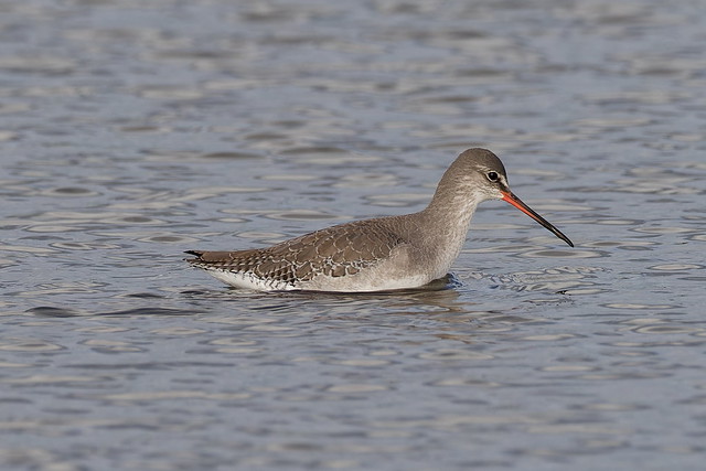 Spotted Redshank 