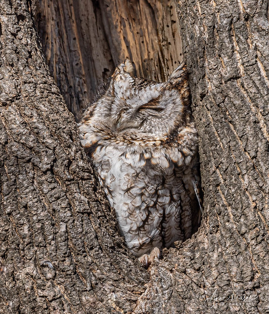 A different colored Screech Owl