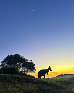 Kangaroo Moonrise/Sunrise