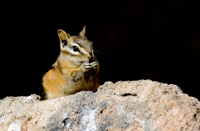 Quick Pose -- Colorado Chipmunk (Tamias quadrivittatus); Santa Fe National Forest, NM, Thompson Ridge [Lou Feltz]