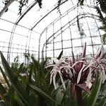 Giant spider Lily at the Marjorie K. Daugherty conservatory. 