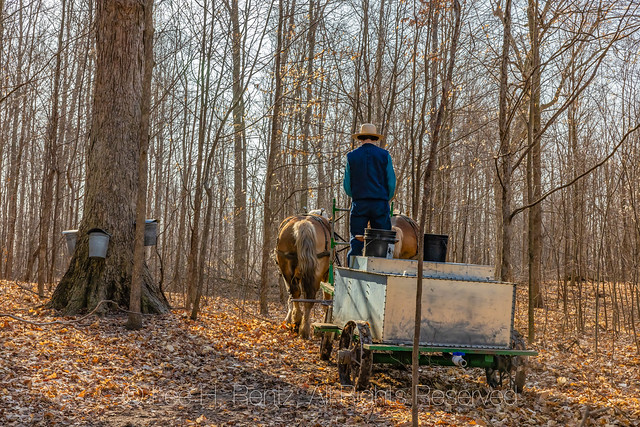 Maple Sugaring on a Michigan Amish Farm