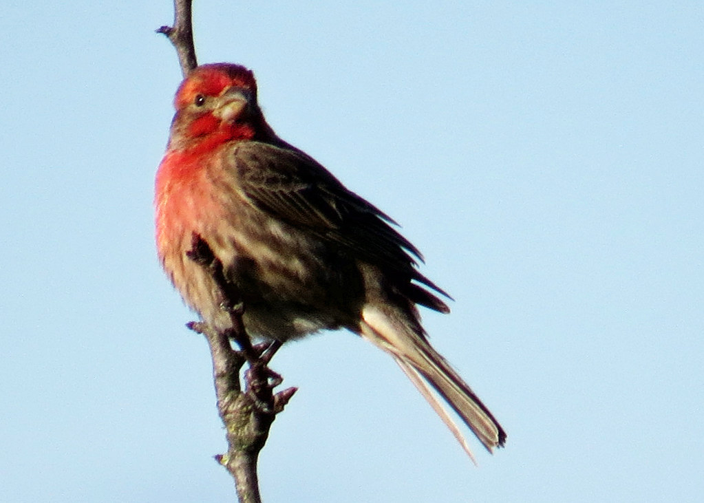 Male House finch perched on thin tree branch 20240222-154948