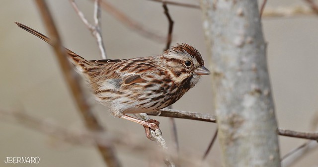 song sparrow (Melospiza melodia)