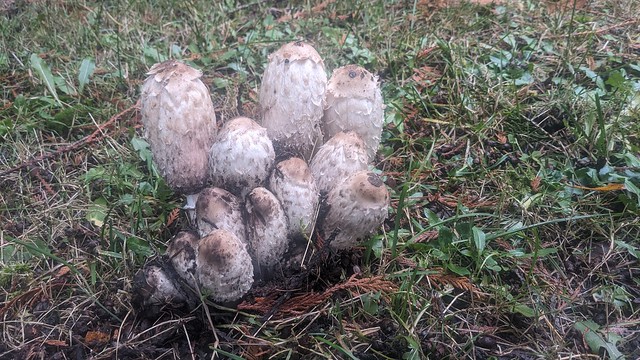 Port Ludlow WA - North Bay - some very interesting mushrooms -