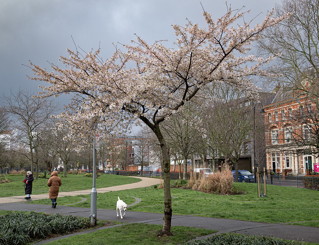 Blossom Tree, Spa Gardens, Bermondsey