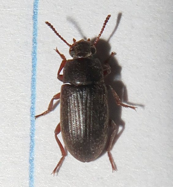 Darkling Beetle, Blapstinus sp., Tubac