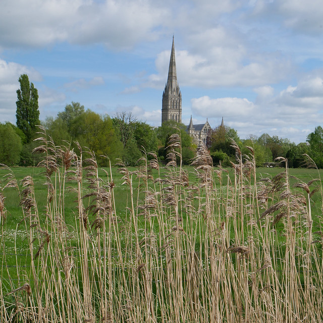 Salisbury - the Cathedral seen across the water meadows